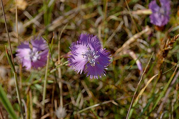 flore 2